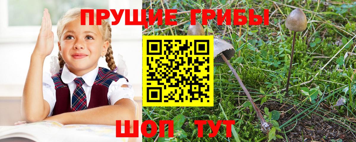 Галлюциногенные грибы Psilocybe Белово
